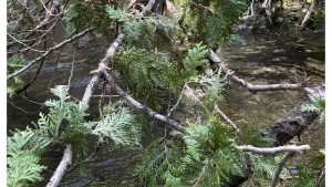 The view from within the strainer that put Aron in the Pine River. 