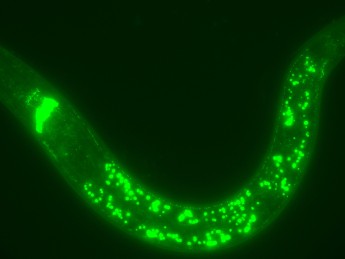 CaV2 calcium channels in the C. elegans brain