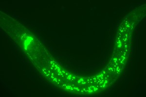 CaV2 calcium channels in the C. elegans brain