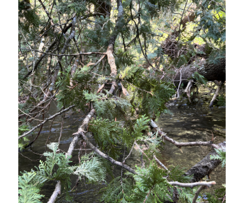 The view from within the strainer that put Aron in the Pine River. 